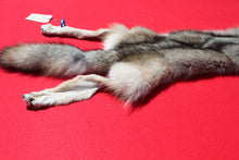 Load image into Gallery viewer, Nice Canadian Grey Wolf #33