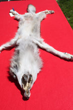 Load image into Gallery viewer, Nice Canadian Grey Wolf #33