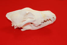 Load image into Gallery viewer, XXL Wolf Skull - 2021-05