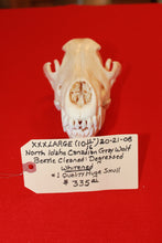 Load image into Gallery viewer, XXXL Wolf Skull - 2021-08