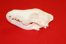 Load image into Gallery viewer, XXXL Wolf Skull - 2021-08