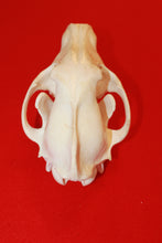 Load image into Gallery viewer, XXXL Wolf Skull - 2021-08
