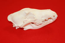 Load image into Gallery viewer, XXXL Wolf Skull - 2021-08