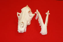 Load image into Gallery viewer, XXXL Wolf Skull - 2021-08