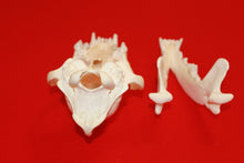 Load image into Gallery viewer, XXXL Wolf Skull - 2021-08