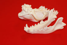 Load image into Gallery viewer, XXXL Wolf Skull - 2021-08