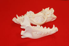 Load image into Gallery viewer, XXXL Wolf Skull - 2021-08