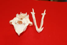 Load image into Gallery viewer, XXXL Wolf Skull - 2021-08