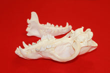 Load image into Gallery viewer, XXXL Wolf Skull - 2021-08