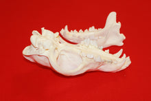 Load image into Gallery viewer, XXXL Wolf Skull - 2021-08