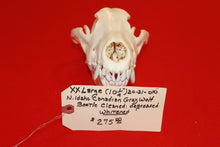 Load image into Gallery viewer, XXL Wolf Skull - 2021-10