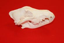 Load image into Gallery viewer, XXL Wolf Skull - 2021-10