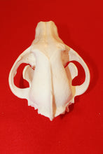 Load image into Gallery viewer, XXL Wolf Skull - 2021-10