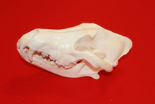 Load image into Gallery viewer, XXL Wolf Skull - 2021-10