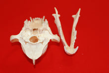 Load image into Gallery viewer, XXL Wolf Skull - 2021-10