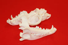 Load image into Gallery viewer, XXL Wolf Skull - 2021-10