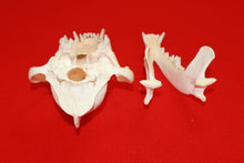 Load image into Gallery viewer, XXL Wolf Skull - 2021-10