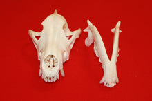 Load image into Gallery viewer, XXL Wolf Skull - 2021-10