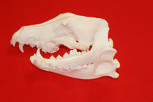 Load image into Gallery viewer, XXL Wolf Skull - 2021-10