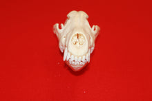 Load image into Gallery viewer, XL Wolf Skull - 2021-12