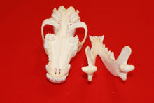Load image into Gallery viewer, XL Wolf Skull - 2021-12