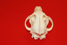 Load image into Gallery viewer, XXL Wolf Skull - 2021-19