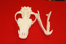 Load image into Gallery viewer, XXL Wolf Skull - 2021-19