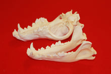 Load image into Gallery viewer, XXL Wolf Skull - 2021-19