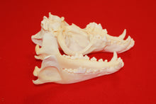 Load image into Gallery viewer, XXL Wolf Skull - 2021-19