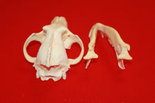 Load image into Gallery viewer, XXL Wolf Skull - 2021-19