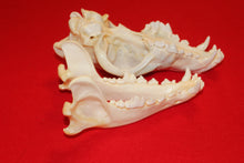 Load image into Gallery viewer, XXL Wolf Skull - 2021-26
