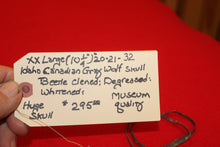 Load image into Gallery viewer, XXL Wolf Skull - 2021-32