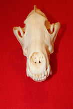 Load image into Gallery viewer, XXL Wolf Skull - 2021-32