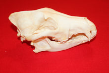 Load image into Gallery viewer, XXL Wolf Skull - 2021-32