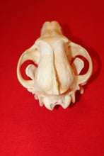 Load image into Gallery viewer, XXL Wolf Skull - 2021-32