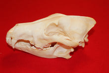 Load image into Gallery viewer, XXL Wolf Skull - 2021-32
