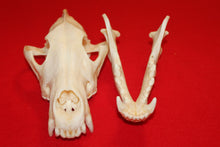 Load image into Gallery viewer, XXL Wolf Skull - 2021-32