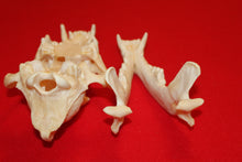 Load image into Gallery viewer, XXL Wolf Skull - 2021-32