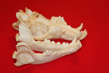 Load image into Gallery viewer, XXL Wolf Skull - 2021-32