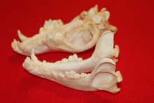 Load image into Gallery viewer, XXL Wolf Skull - 2021-32