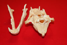 Load image into Gallery viewer, XXL Wolf Skull - 2021-32