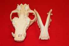 Load image into Gallery viewer, XXL Wolf Skull - 2021-32