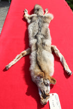 Load image into Gallery viewer, Taxidermy Quality N. Idaho Male Coyote COY1006