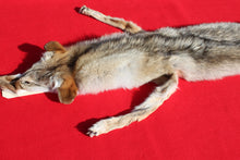 Load image into Gallery viewer, Taxidermy Quality N. Idaho Male Coyote COY1006