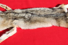 Load image into Gallery viewer, Taxidermy Quality N. Idaho Male Coyote COY1006