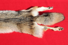 Load image into Gallery viewer, Taxidermy Quality N. Idaho Male Coyote COY1006