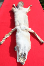 Load image into Gallery viewer, Taxidermy Quality N. Idaho Male Coyote COY1006