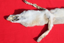 Load image into Gallery viewer, Taxidermy Quality N. Idaho Male Coyote COY1006