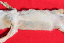 Load image into Gallery viewer, Taxidermy Quality N. Idaho Male Coyote COY1006