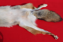 Load image into Gallery viewer, Taxidermy Quality N. Idaho Male Coyote COY1006